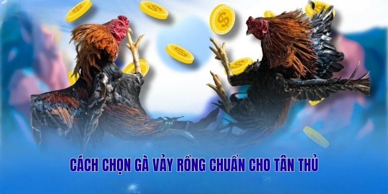 Cách chọn gà vảy rồng chuẩn cho tân thủ